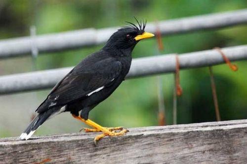 八哥说八卦,八哥说八卦，明星幕后故事大公开